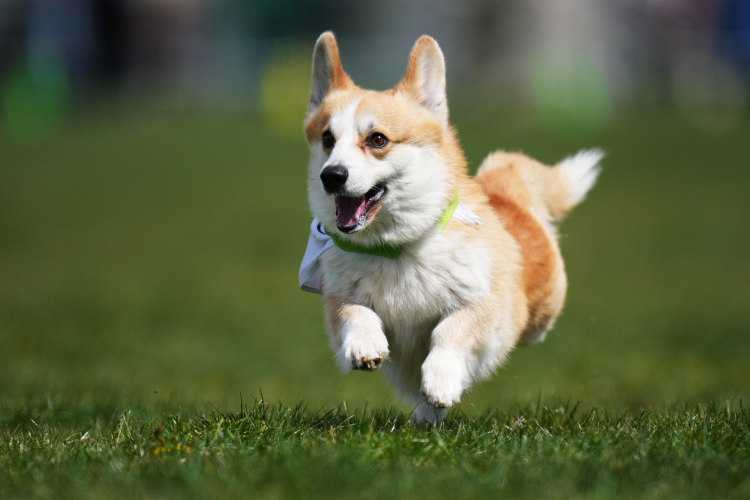 Dogs' Brains Began to Shrink at Least 5,000 Years Ago