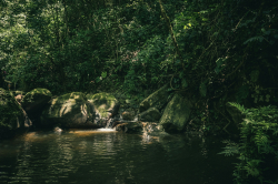 Mysterious Amazonian Soil Makes Trees Grow 6x Larger