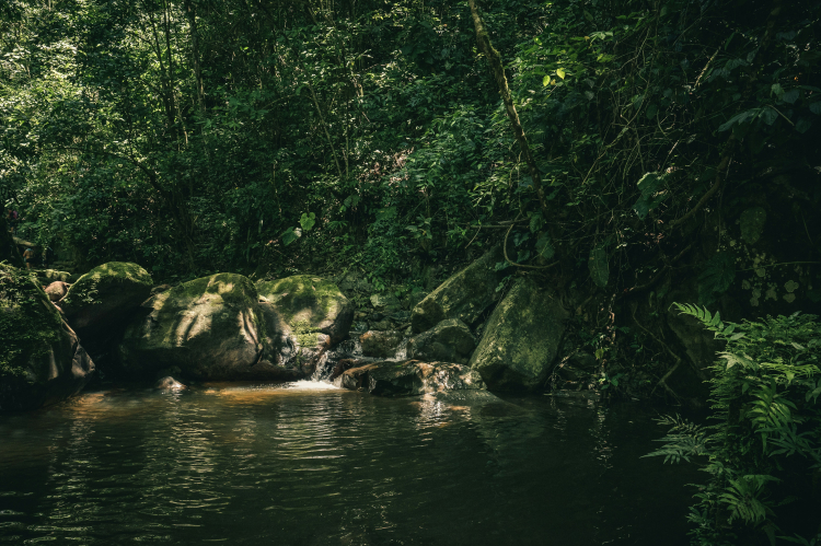 Mysterious Amazonian Soil Makes Trees Grow 6x Larger
