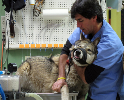 Half of Italy's Wolves Are Part Dog. Is That a Problem?