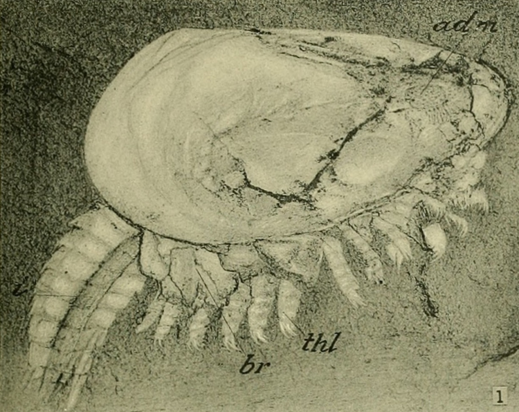 Trove of Cambrian Fossils Rewrites Story of Early Life