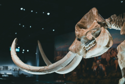 Mammoth Bones Reveal Secrets of Ice Age Hunters