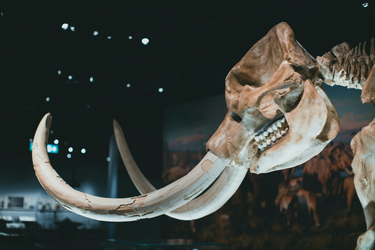 Mammoth Bones Reveal Secrets of Ice Age Hunters