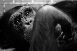 Animal Research Needs an Exit Strategy