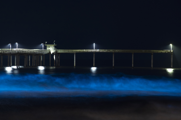 Algae Could Provide Lights Without Electricity