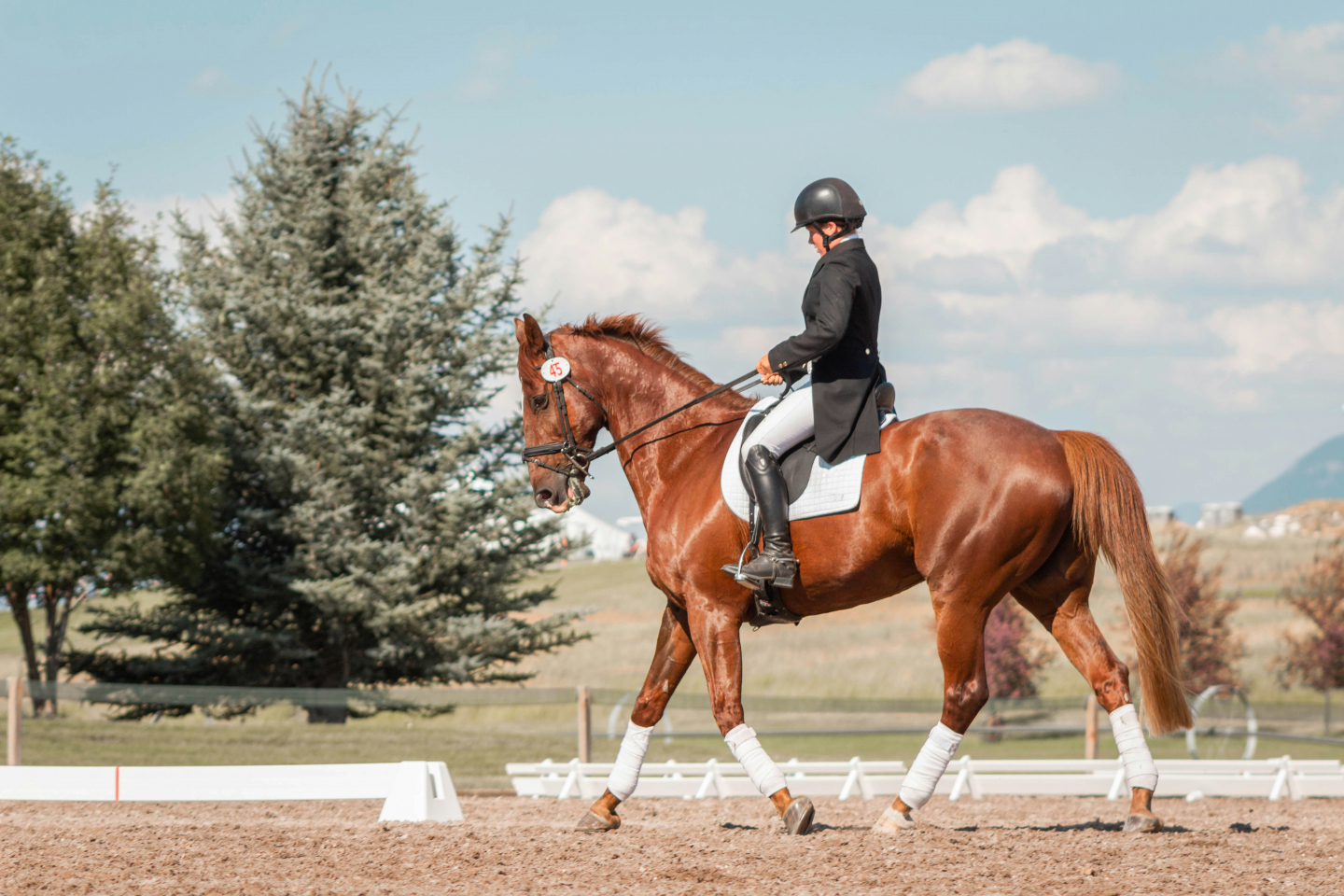 Humans Used Horses Centuries Earlier Than Thought | RealClearScience