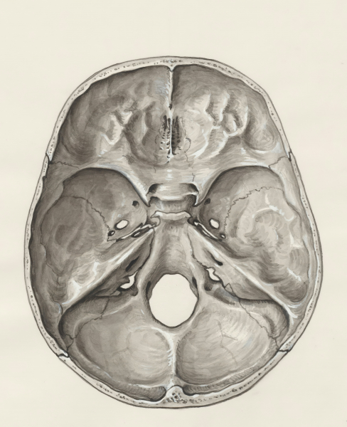 A Rare Disease Is Changing How We View the Amygdala