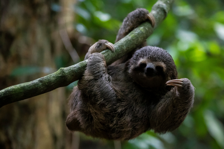 Sloths Risk Their Lives to Poop, and They Do It for Moths