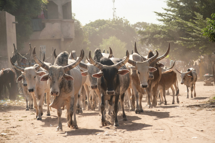 Africa's Early Herders Continued to Hunt and Gather