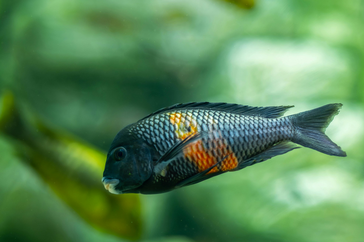 How Diet Drives Evolution