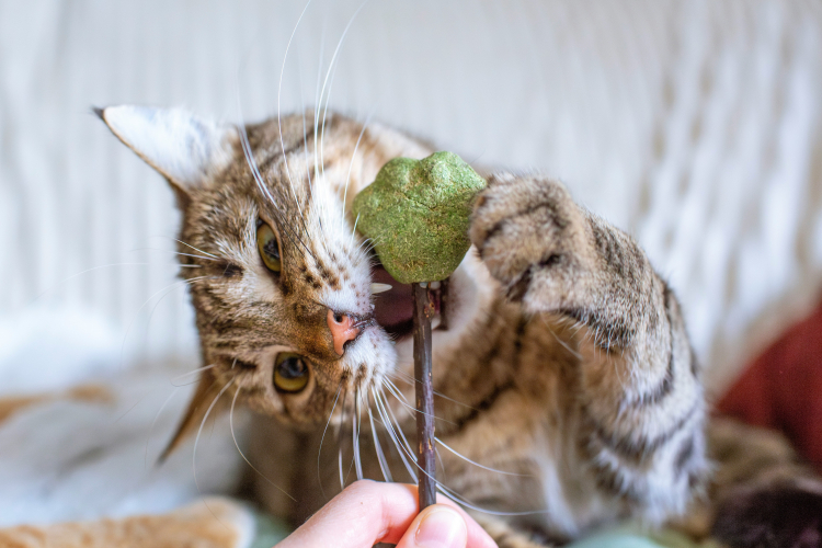 The Plant That Cats Like More Than Catnip