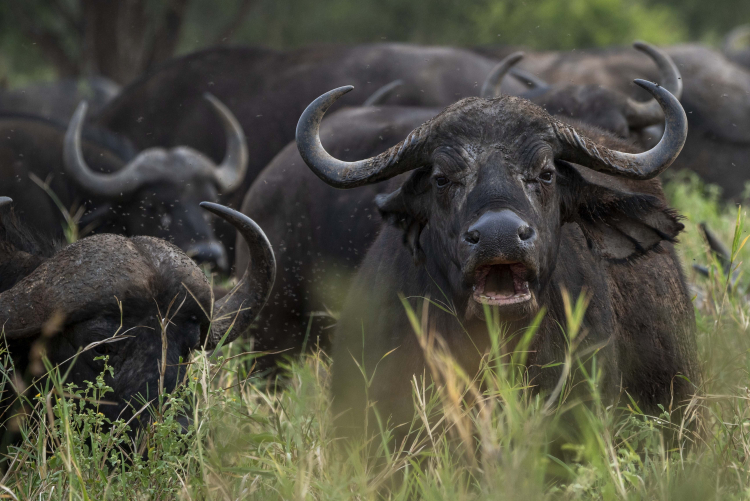 Heat Makes Animals Stupid and Aggressive