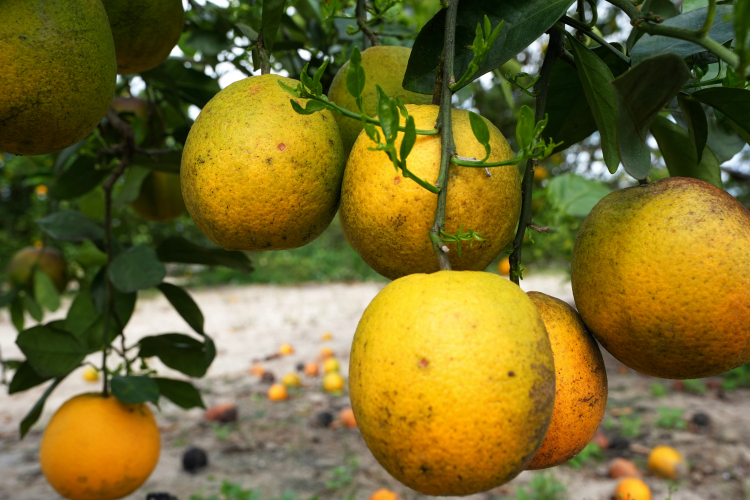 Regulators Could Be the Death of Florida Citrus