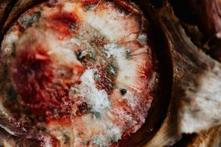 The Secret Behind Gray Mold's Unstoppable Spread