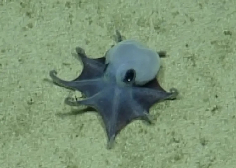 Blue Octopus From Galápagos Could Curl Up in Your Hand