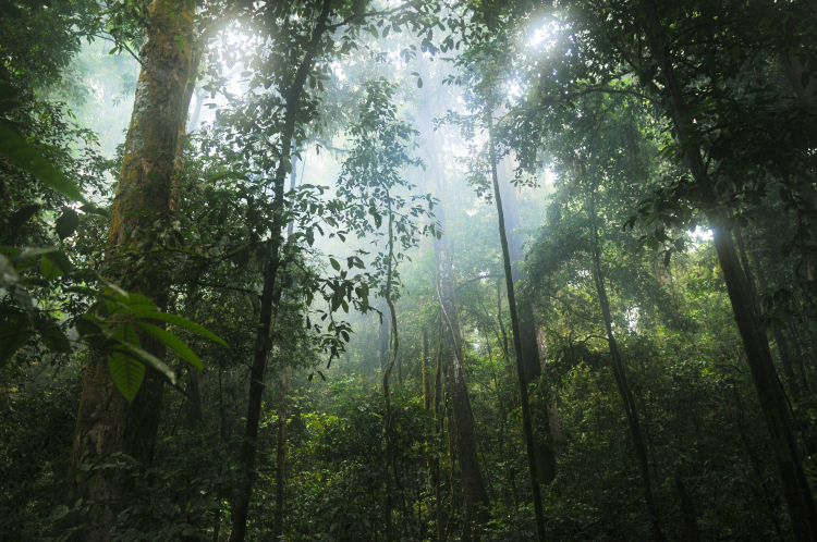 Can Ecosystems Malfunction?