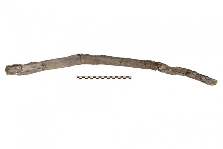 430,000-Year-Old 'Stick' in Greece Could Be Oldest Wood Tool