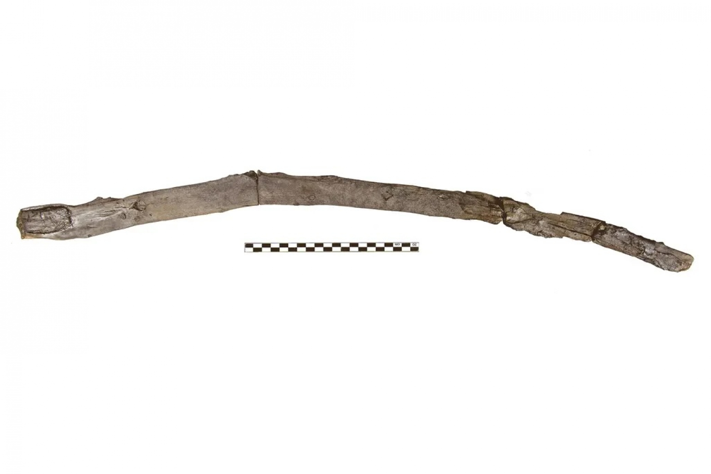 430,000-Year-Old 'Stick' in Greece Could Be Oldest Wood Tool ...