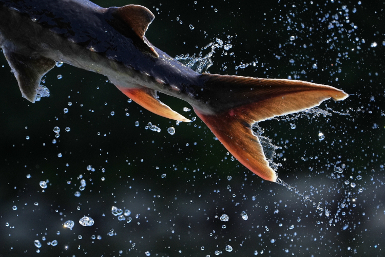 Six Fish Older Than the Dinosaurs That Still Swim Today