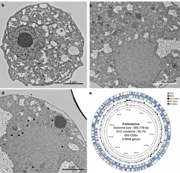 New Giant Virus Replicates in a Totally Unique Way