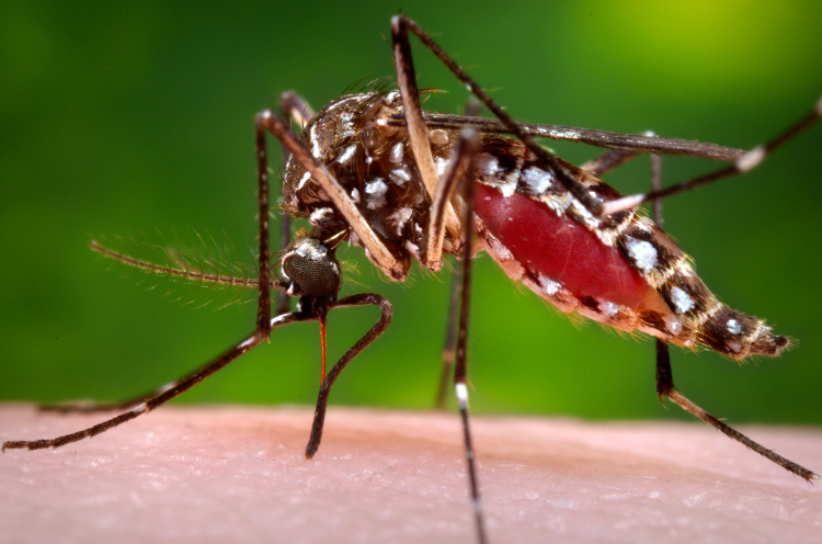 Mosquitoes Can Become Attracted to Insect Repellant
