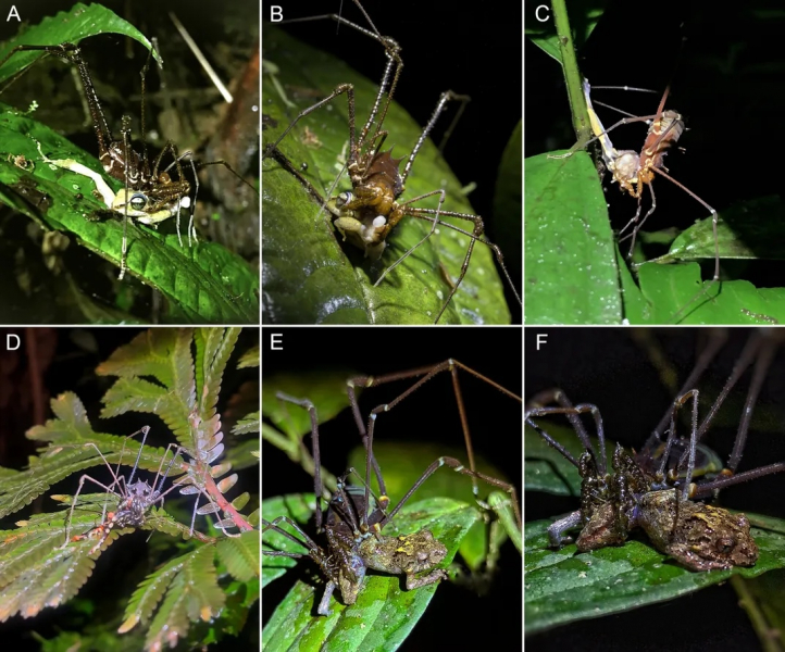 Daddy Longlegs Seem to Hunt Frogs in South America