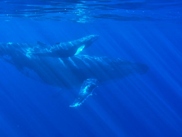 The Cold War's Accidental Whale Observatory