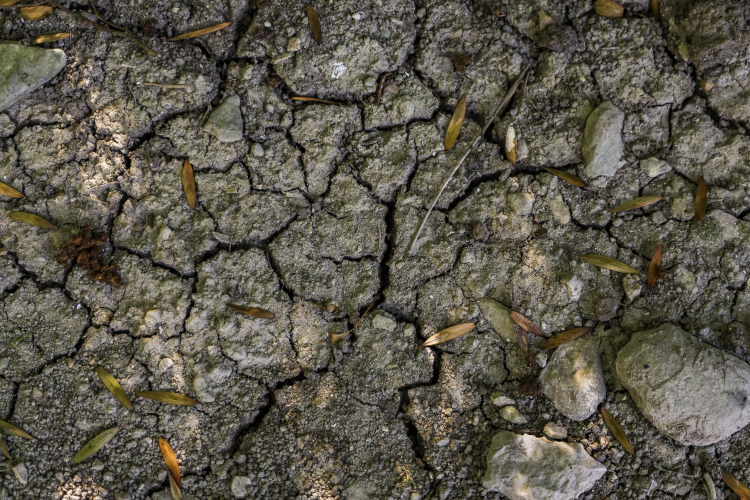 The Dirt That Refused to Die