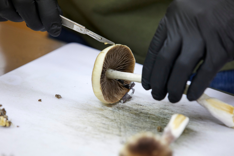 Huge Psilocybin Dose Has Amazing Effect on Dementia Patient