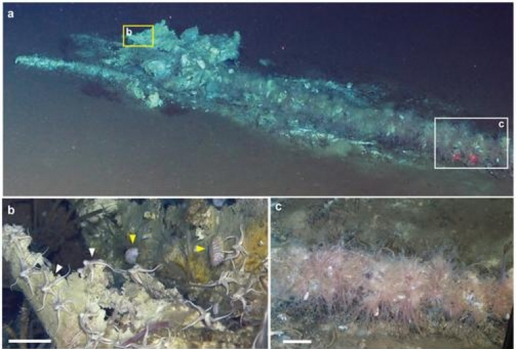Scientists Discover 'Whale Necropolis' in the Deep Sea