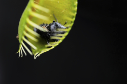 Scientists Solved a Big Venus Flytrap Mystery
