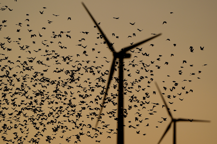 Bird Flocks Seem to Bend Newton's Laws