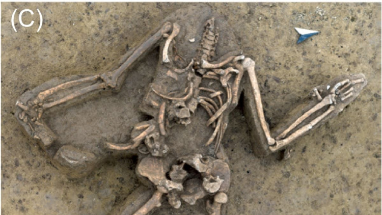 Nearly 80 Headless Skeletons Discovered at Stone Age Site