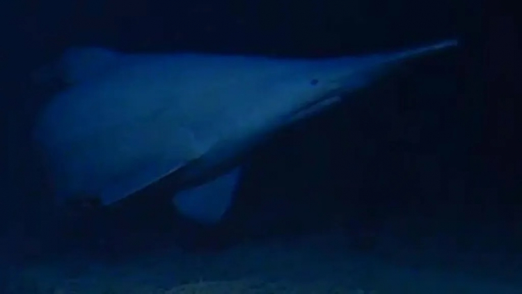 Elusive Goblin Shark Captured on Video for First Time