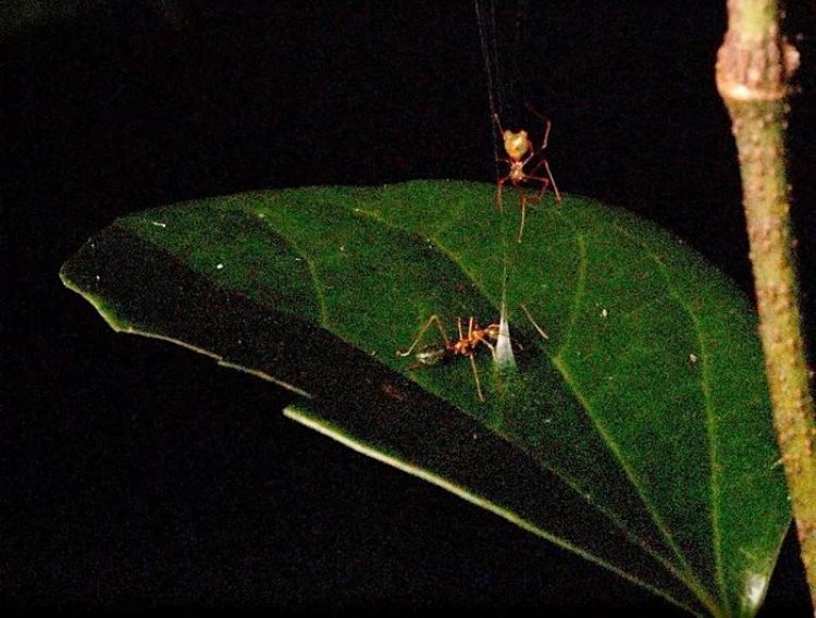 New Spider Species Captures Prey With Spring-Loaded Snare