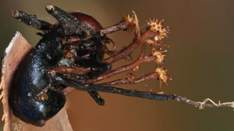 Scientists Discover Strange Horn-Shaped 'Hyperparasite'