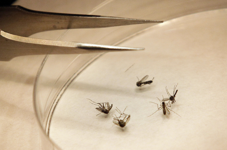 The Mosquito Diseases You're Most Likely to Get in the U.S.