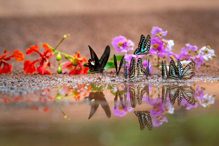Group of Long-Lived Butterflies Could Reveal How to Slow Aging