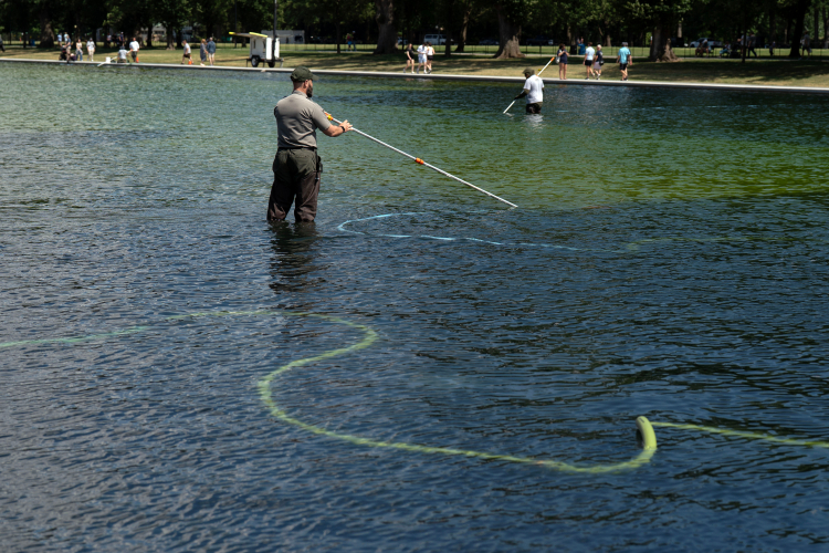 Trump's Algae Problem Is Bigger Than the Reflecting Pool