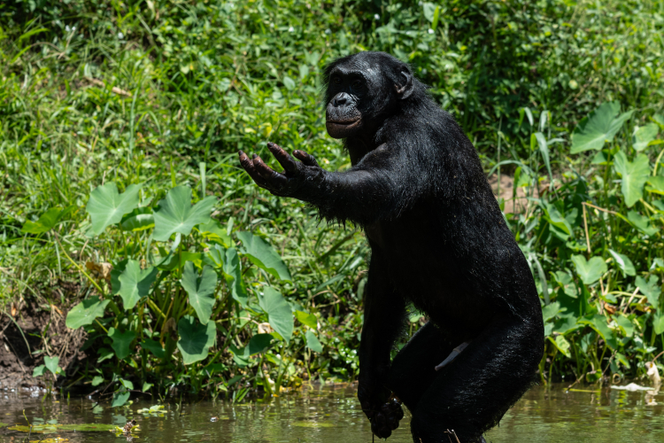 Apes and Humans Laugh With a Similar Rhythm