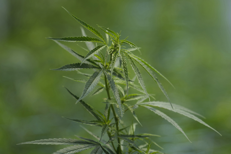 The Benefits of Finally Allowing Cannabis Research