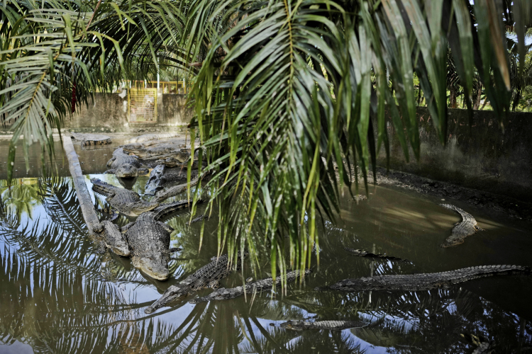 Early Humans May Have Lived in Rainforests