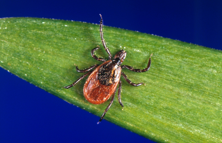 Rare, Sometimes Fatal, Tick-Borne Disease Rising in U.S.
