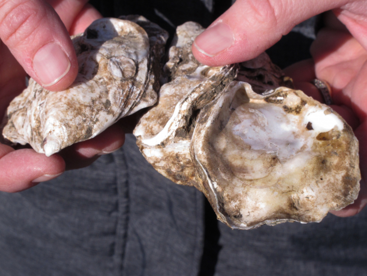 Why Humans Might Take Oysters on Long Space Flights