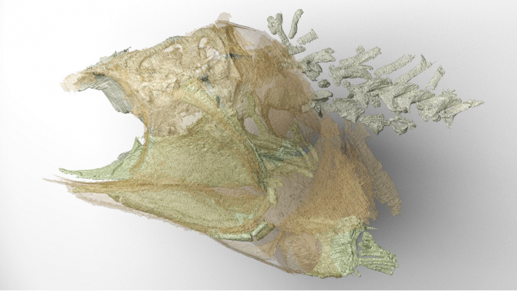 Tiny Ancient Fish Fossil Has a Preserved Brain