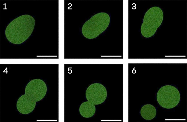 For First Time, a Cell Built From Scratch Grows and Divides