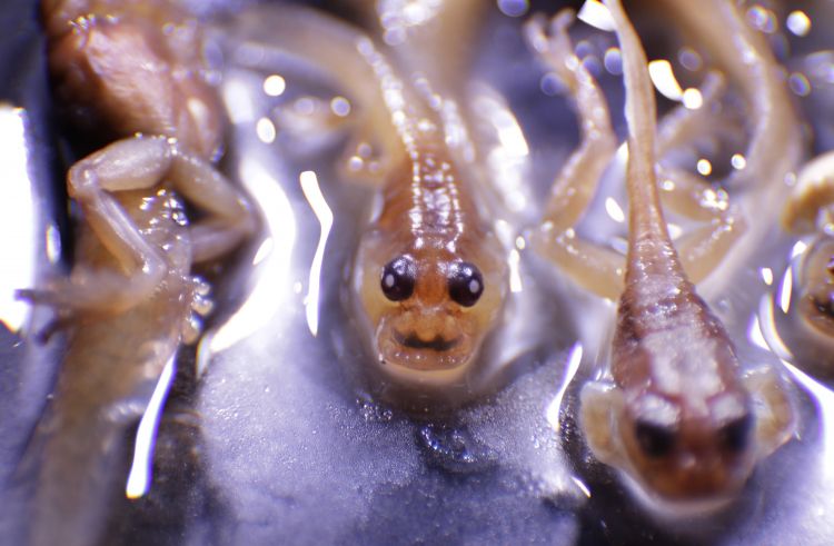 A Sunburn Can Cause Catastrophic DNA Damage to Tadpoles