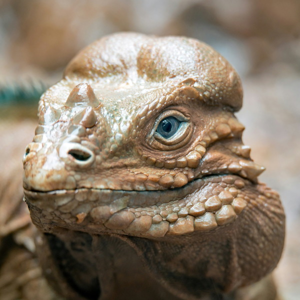 You Do Not Have a Lizard Brain