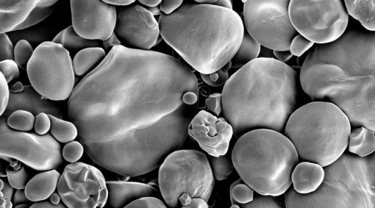 Giant Wheat Starch Could Revolutionize Pasta and Manufacturing