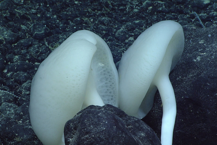 Gene-Editing Tool Unlocks Trove of Chemicals From Fungi